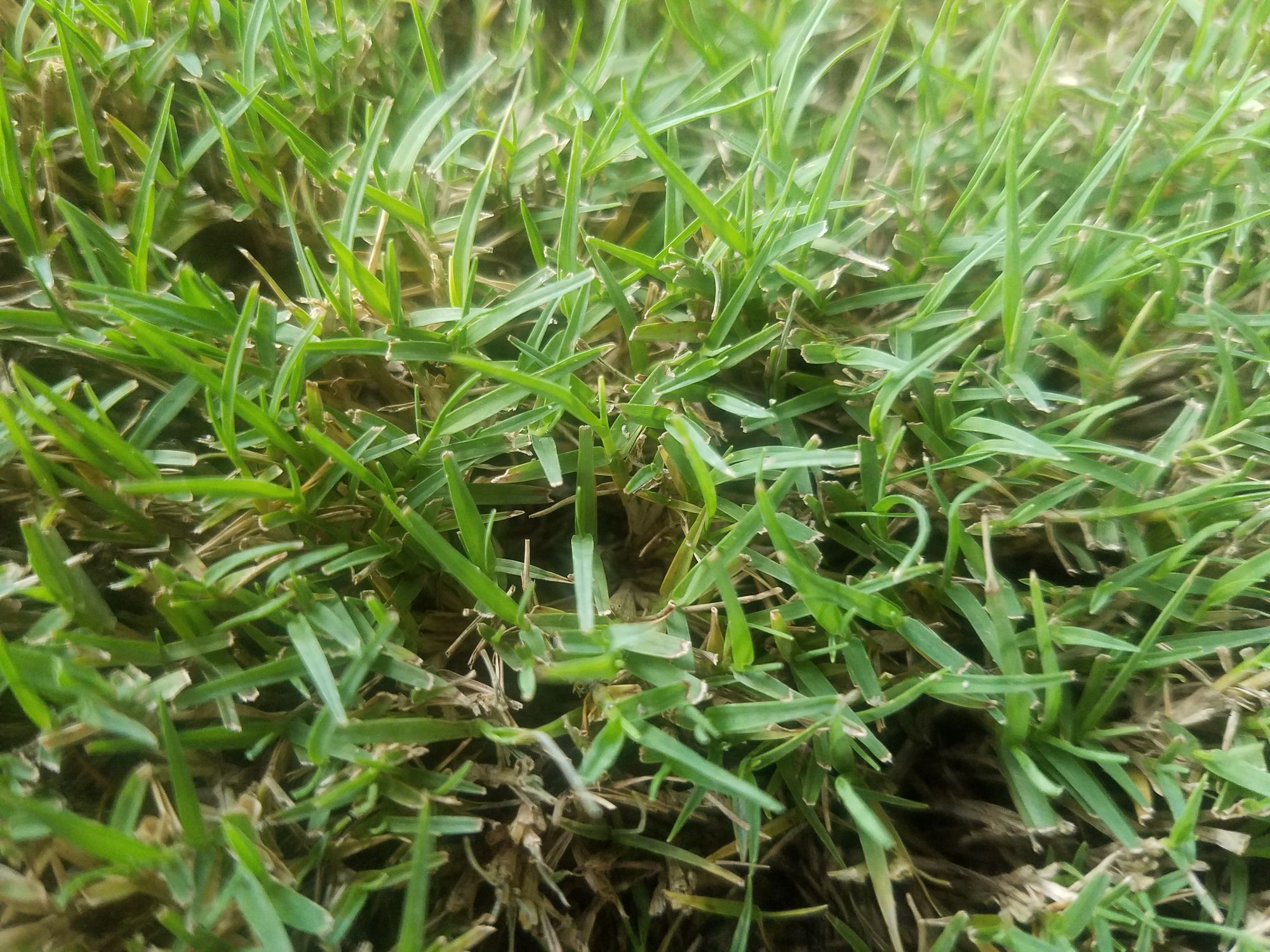 patch of bermuda grass