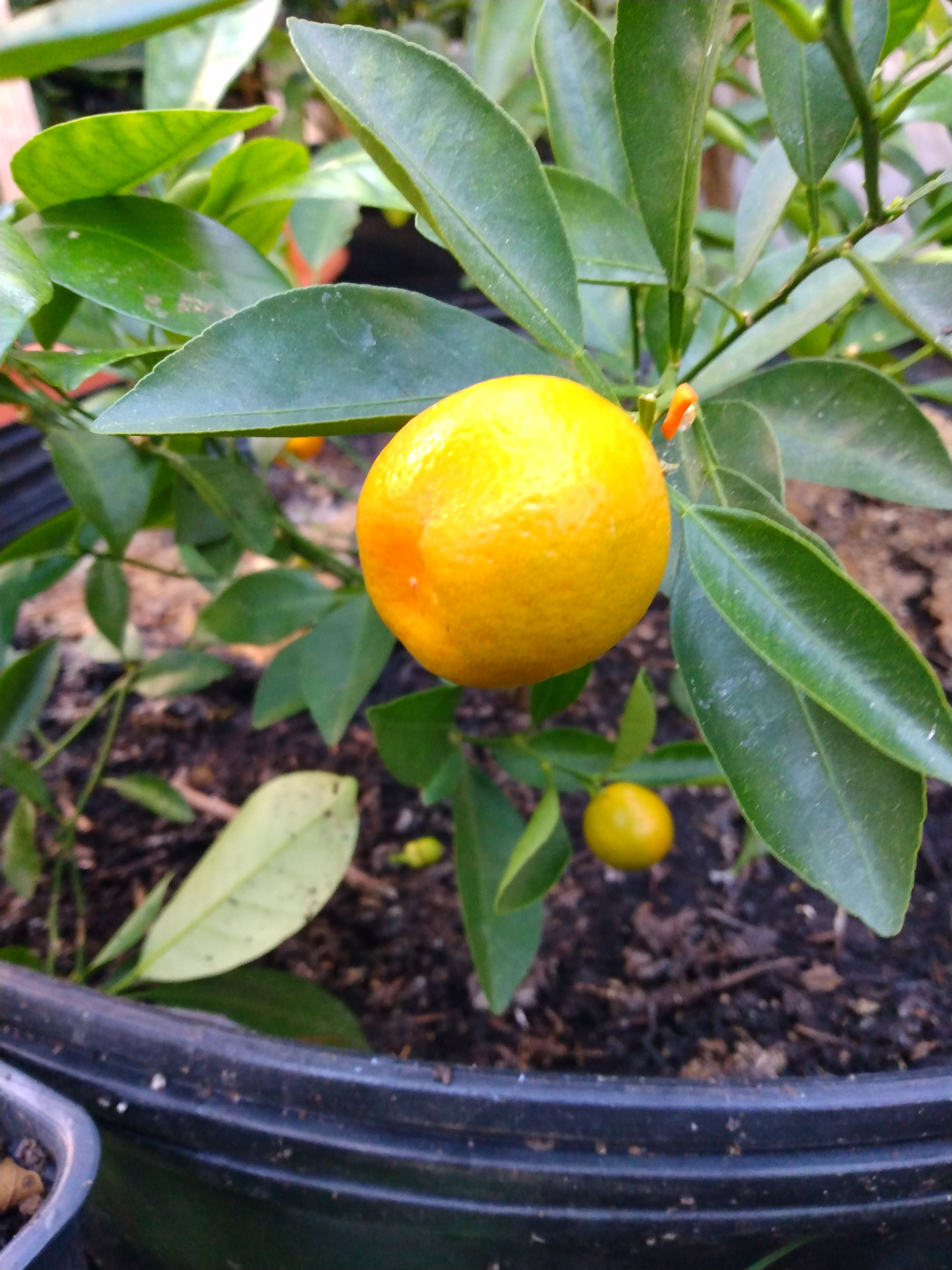 calamondin fruit on tree The Role of Water in Plant Health: Understanding Plant Water Relations