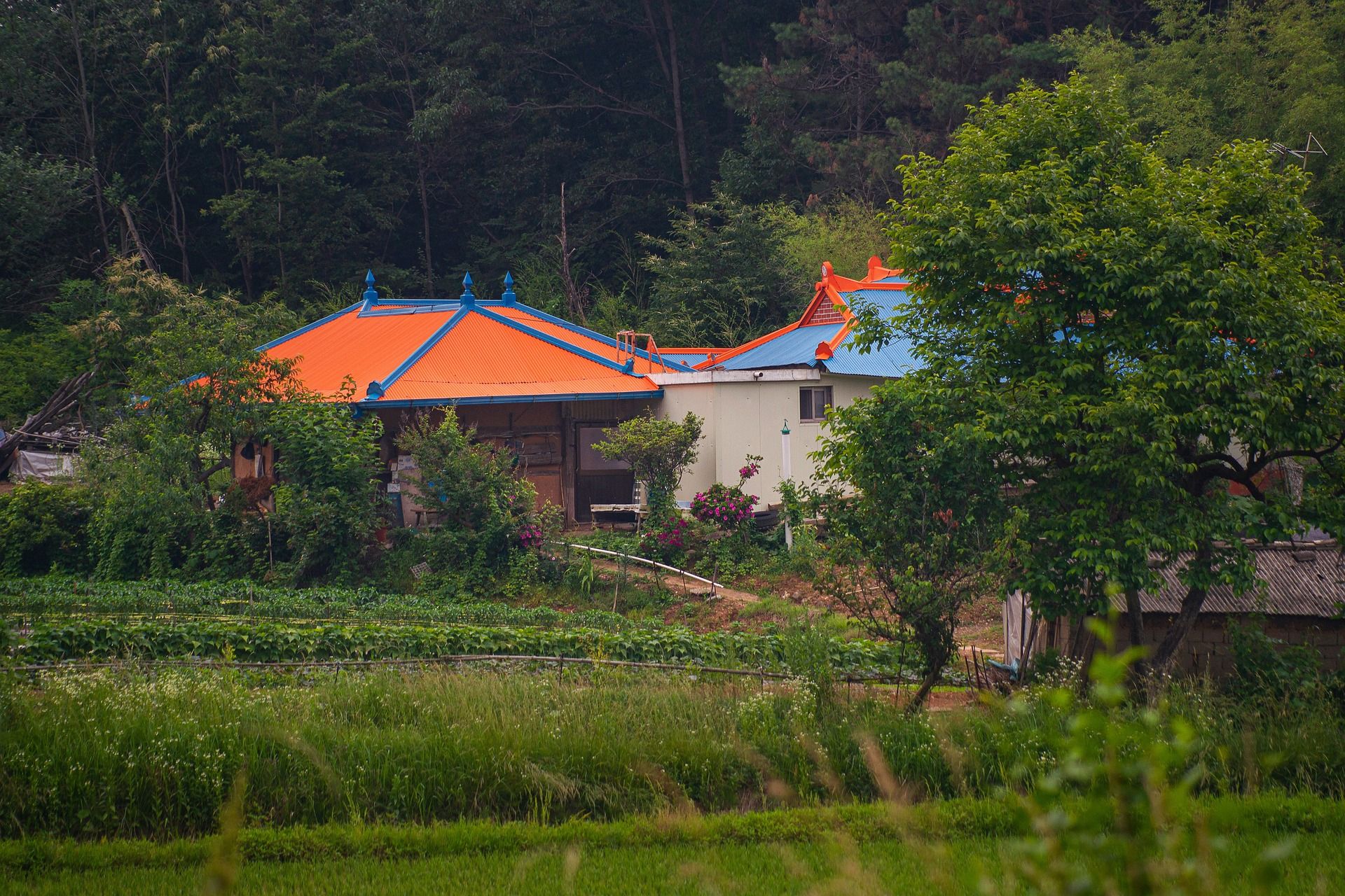 Korean Natural Farming: An Introduction to a Sustainable Farming Practice