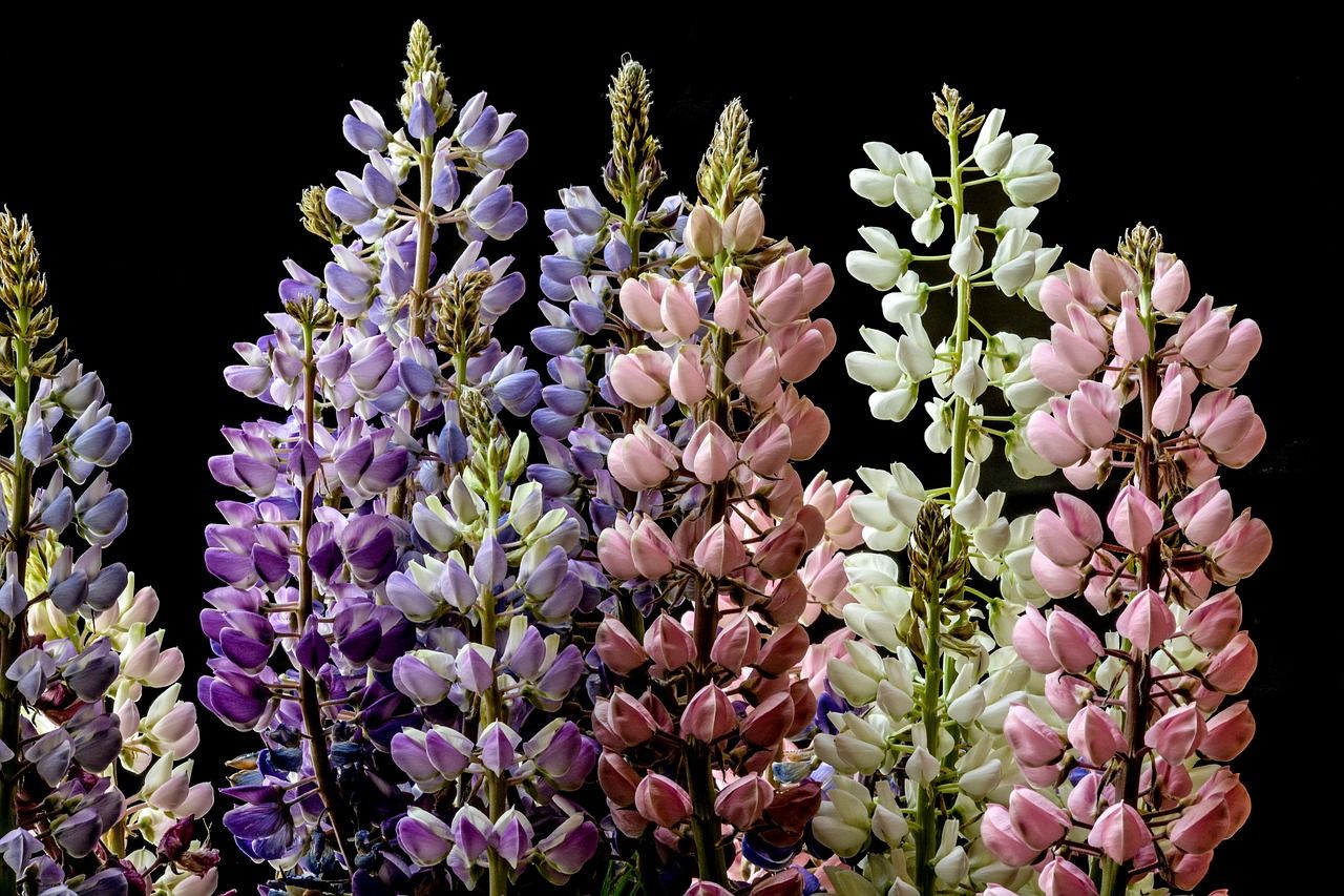 Growing Lupine Flowers: Tips For Vibrant Blooms