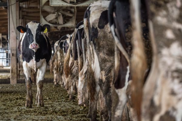 line of dairy cows Breaking Free from the Industrial Food System