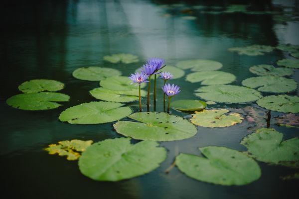 Lily pads