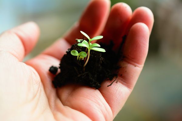 seedling in palm of hand The Science Behind Healthy Soil