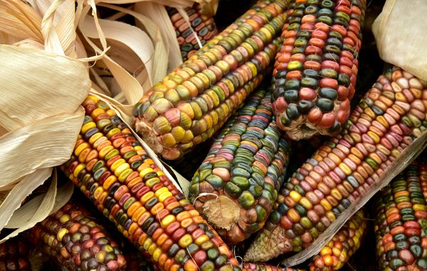 multi-color corn cobs