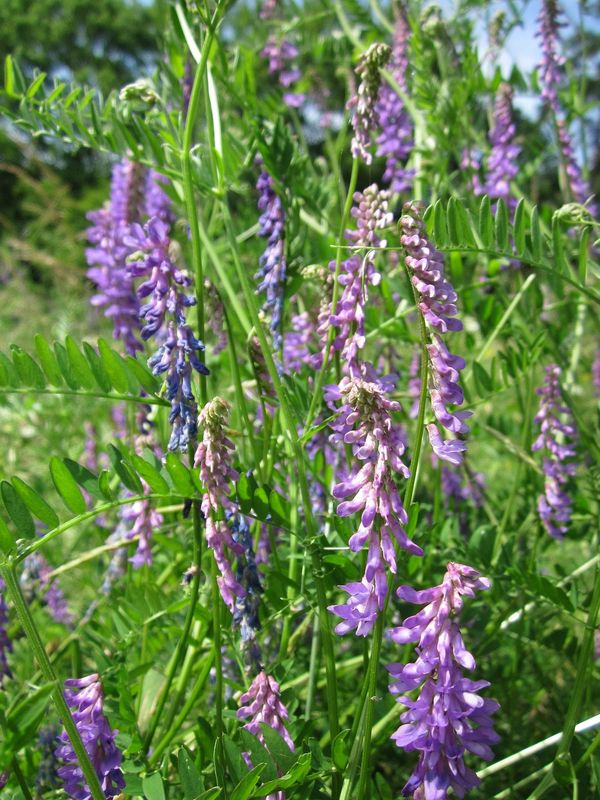 hairy vetch plant blooming