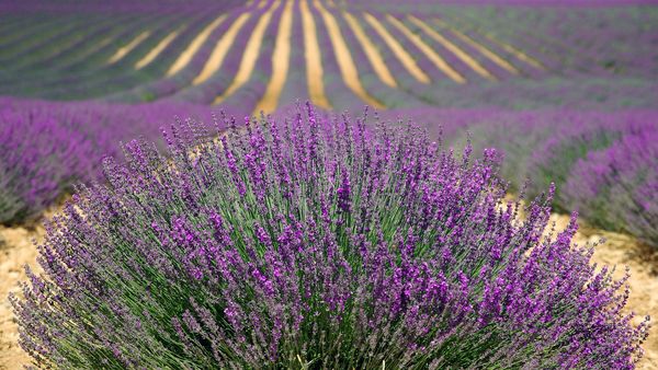 rows of blooming lavender