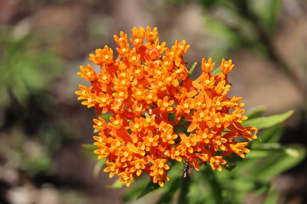 butterfly weed flower